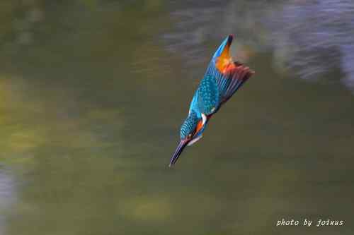 飛行及展翅之美