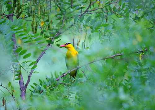 原画幅野生鸟类摄影俱乐部【精美组图】
