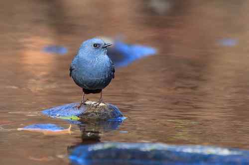 蓝色的鸟儿——红尾水鸲