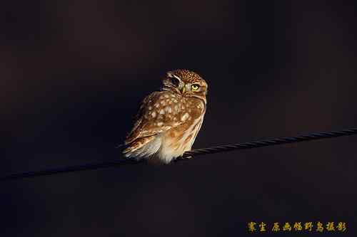 原画幅野生鸟类摄影俱乐部【精美组图】