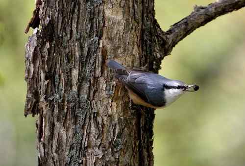 看看我长白山里的“宝贝” 看看我长白山里的“宝贝”