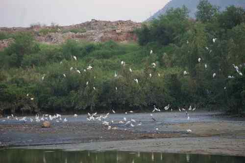 呼吁：珍惜深圳另一个“红树林”