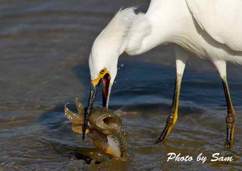 美國攝影學會2009年度大賽获奖作品