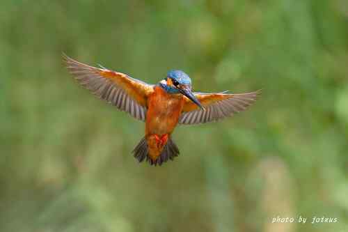 飛行及展翅之美