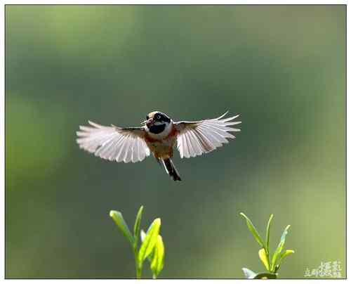 鸟类单飞、双飞、群飞美丽瞬间! 鸟类单飞、双飞、群飞美丽瞬间!