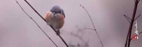 宽幅鸟片 宽幅鸟片