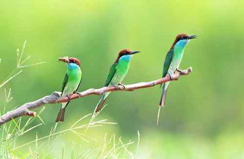 七月的蓝喉蜂虎