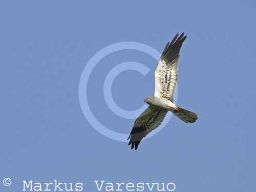 鹞的识别(归纳总结) 鹞的识别(归纳总结)