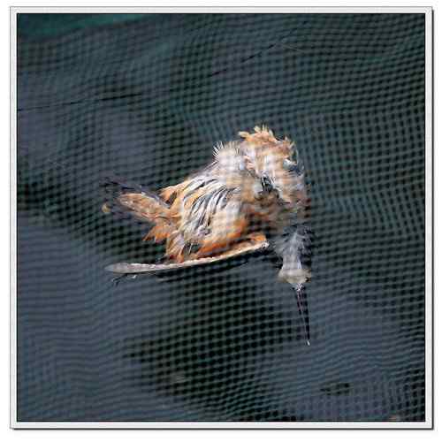 可怜的鸟儿:鸟儿命丧鱼塘 可怜的鸟儿:鸟儿命丧鱼塘