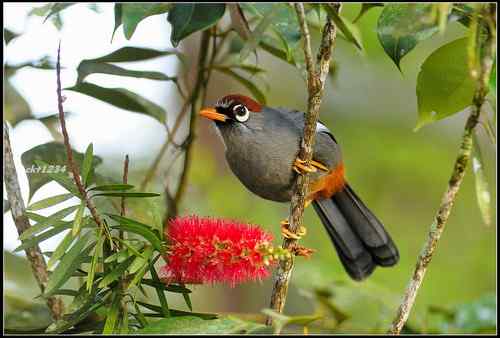 马来西亚 栗头噪鹛