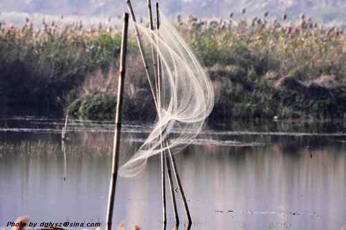 海丰大湖的紫水鸡保护环境堪忧