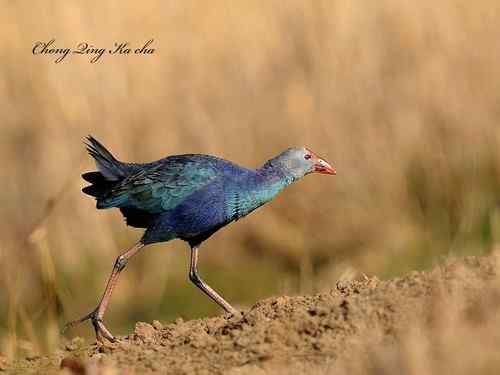 2010紫水鸡 重庆咔嚓作品