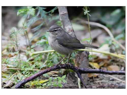 何种柳莺?多角度展示