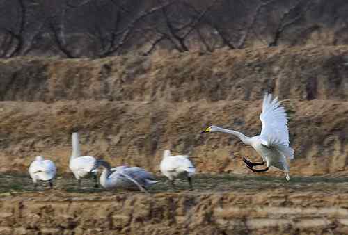 赏鹅却伤鹅：目睹了一只天鹅的受伤