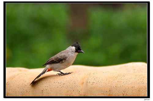 白喉红臀鹎还是黑头鹎？