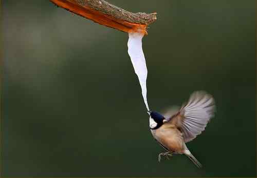 大山雀吃冰棍啦！