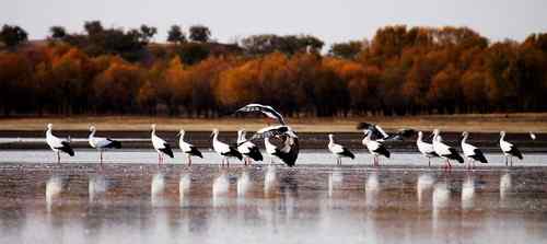 向海湿地内准备迁徙的白鹳