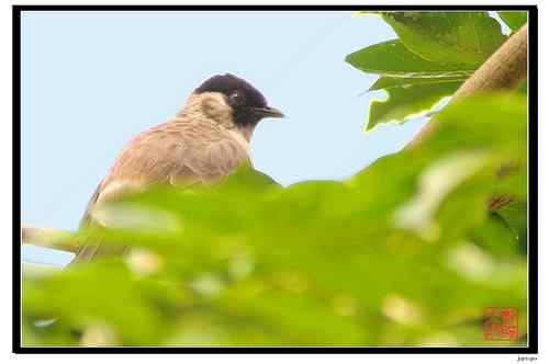 白喉红臀鹎还是黑头鹎？