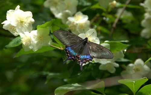 看看我长白山里的“宝贝” 看看我长白山里的“宝贝”
