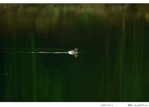 广东人观鸟散记