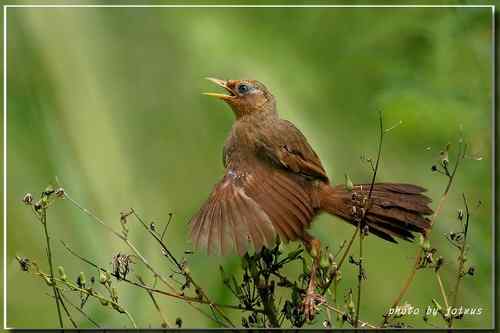 台湾的16种画眉大全【清晰组图】