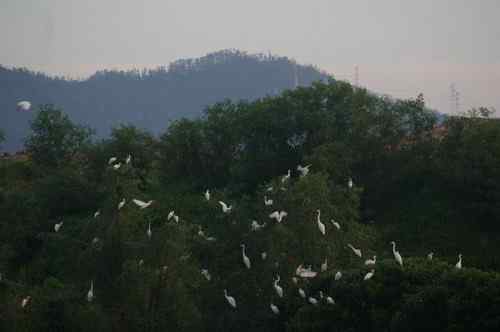 呼吁：珍惜深圳另一个“红树林”