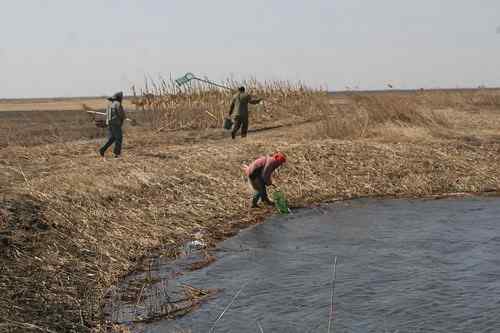 双台子河口保护区人鸟争食严重 双台子河口保护区人鸟争食严重