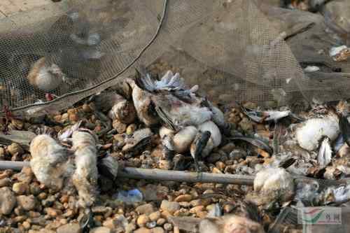 鄱阳湖的鸟——惨不忍睹