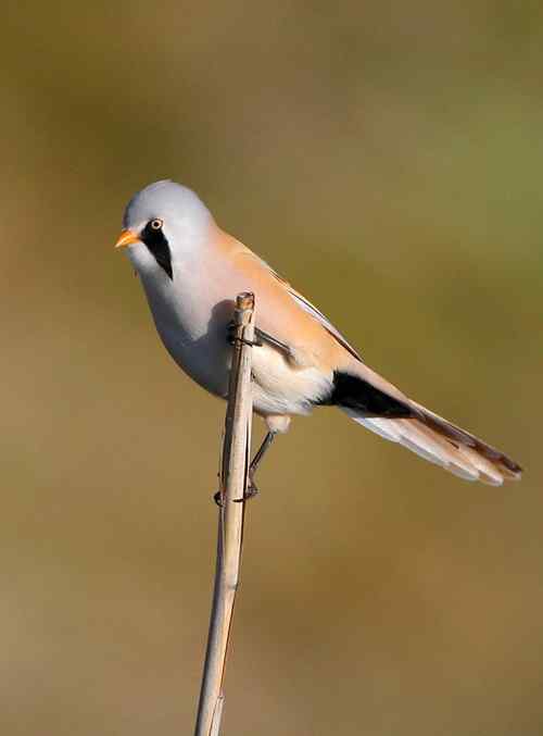 久久心仪的文须雀（续）