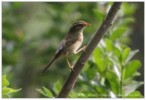 巨嘴柳莺和棕眉柳莺的区别