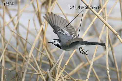 几种鹡鸰的辨别