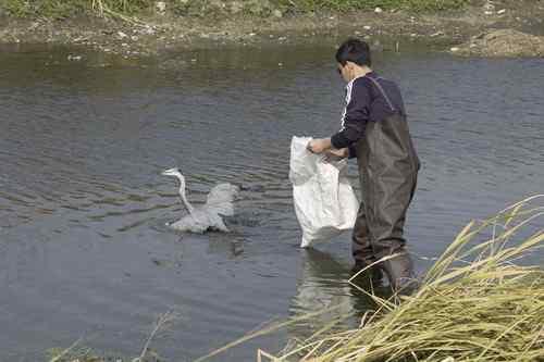 辽宁铁岭鸟人：联动救苍鹭