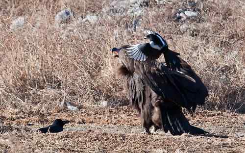 鸦、鹊戏秃鹫
