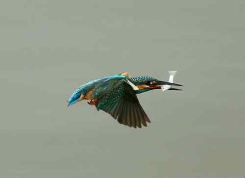 原画幅野生鸟类摄影俱乐部【精美组图】