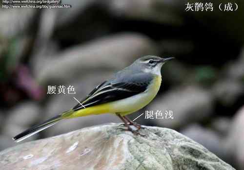 几种鹡鸰的辨别