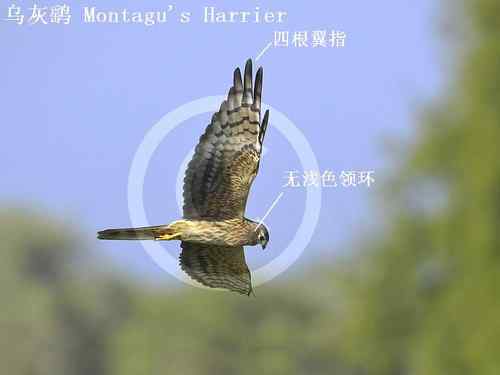 鹞的识别(归纳总结) 鹞的识别(归纳总结)