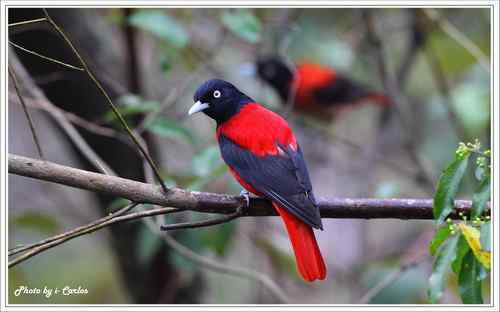 朱鸝 Maroon Oriole台灣特有亞種