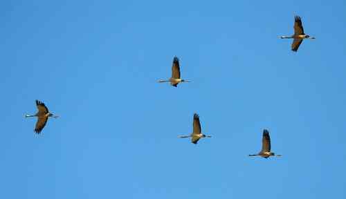 河南拍鸟之郑州版