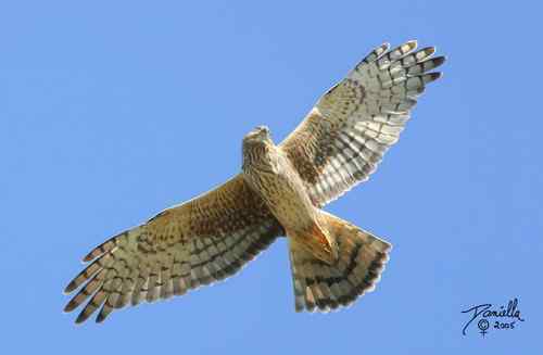 鹞的识别(归纳总结) 鹞的识别(归纳总结)