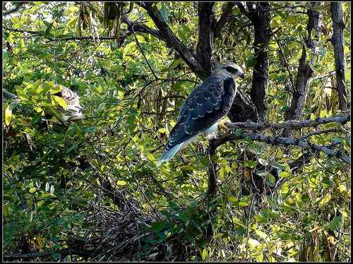 黑翅鸢，好鸟！