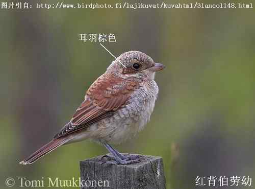 几种伯劳的识别