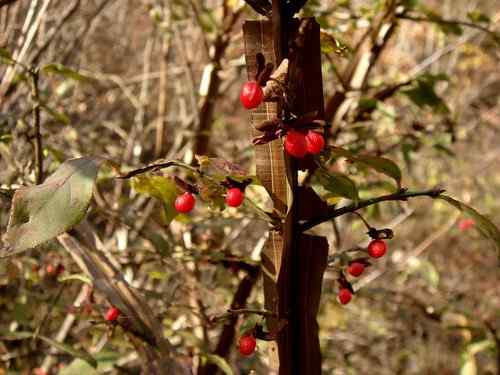 看看我长白山里的“宝贝” 看看我长白山里的“宝贝”