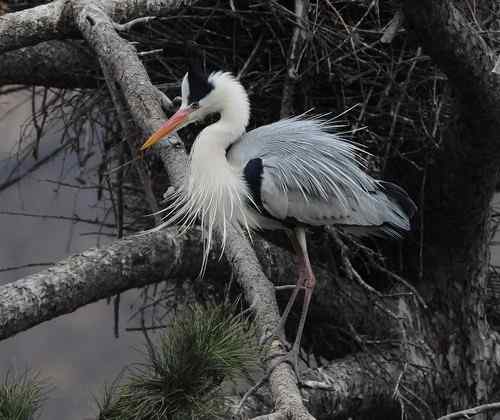 一只逝去的苍鹭 一只逝去的苍鹭