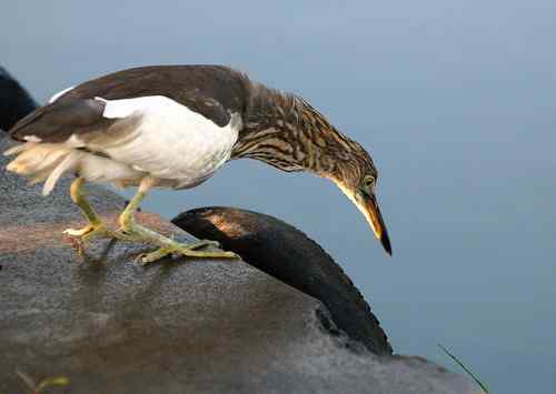 雏鸟池鹭获新生