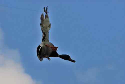 颐和园鸟人：绿头鸭蒙难获救记