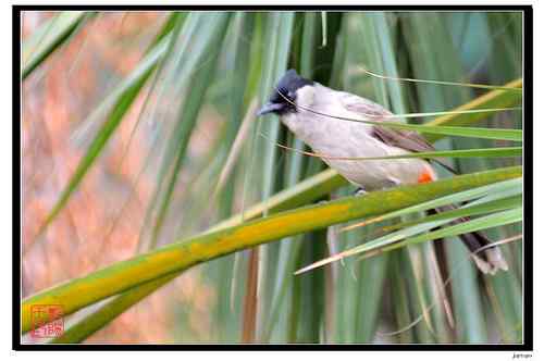 白喉红臀鹎还是黑头鹎？