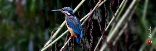 宽幅鸟片 宽幅鸟片