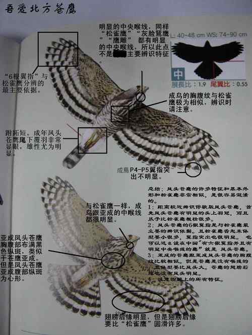 关于常见5种鹰类的辨识技巧:凤头苍鹰、雀鹰、苍鹰、日本松雀鹰、松雀鹰 关于常见5种鹰类的辨识技巧:凤头苍鹰、雀鹰、苍鹰、日本松雀鹰、松雀鹰