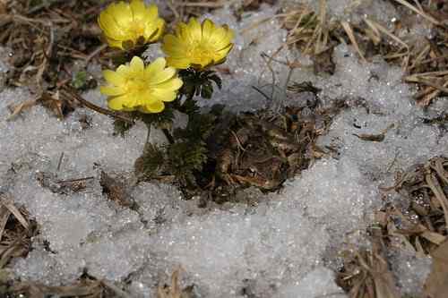 看看我长白山里的“宝贝” 看看我长白山里的“宝贝”
