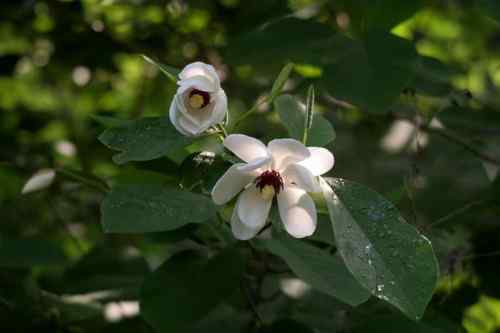 看看我长白山里的“宝贝” 看看我长白山里的“宝贝”